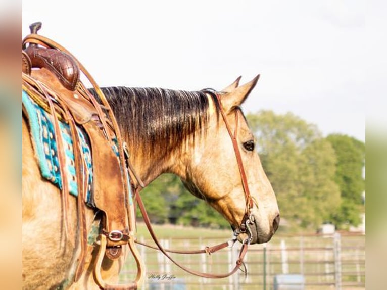 American Quarter Horse Castrone 14 Anni 157 cm Pelle di daino in Greenville KY