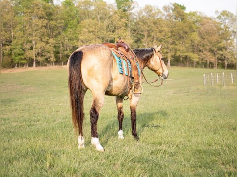 American Quarter Horse Castrone 14 Anni 157 cm Pelle di daino in Greenville KY