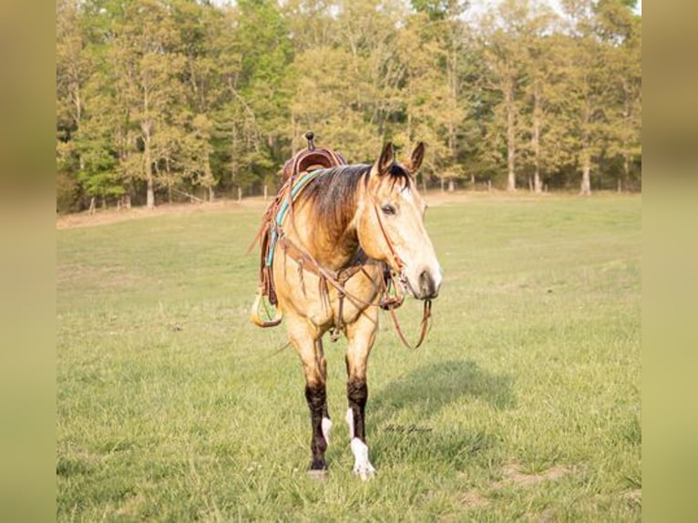 American Quarter Horse Castrone 14 Anni 157 cm Pelle di daino in Greenville KY