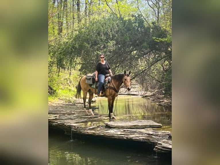 American Quarter Horse Castrone 14 Anni 157 cm Pelle di daino in Greenville KY