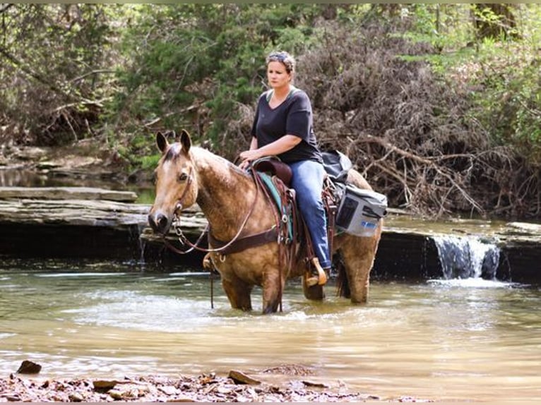 American Quarter Horse Castrone 14 Anni 157 cm Pelle di daino in Greenville KY