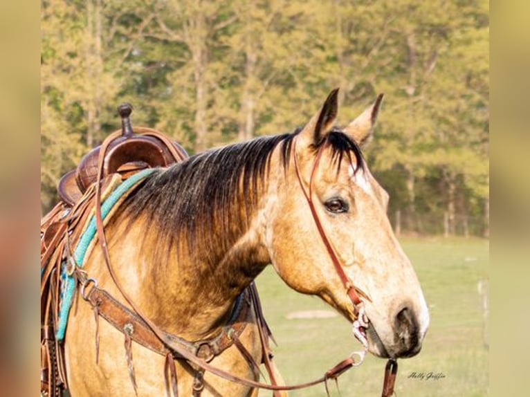 American Quarter Horse Castrone 14 Anni 157 cm Pelle di daino in Greenville KY