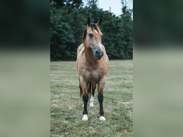 American Quarter Horse Mix Castrone 14 Anni 157 cm Pelle di daino in Allentown, NJ