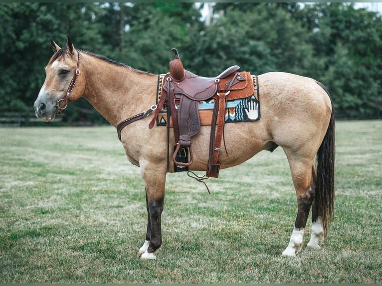 American Quarter Horse Mix Castrone 14 Anni 157 cm Pelle di daino in Allentown, NJ