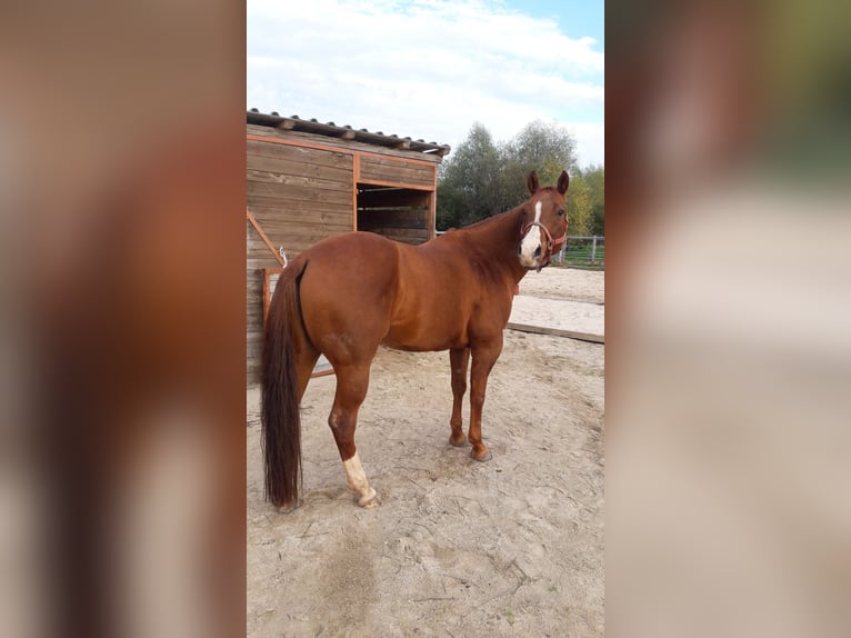 American Quarter Horse Castrone 14 Anni 157 cm Sauro in Karlsbad