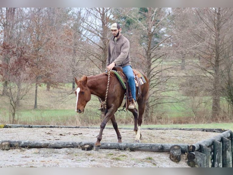 American Quarter Horse Castrone 14 Anni 157 cm Sauro scuro in Brooksville KY