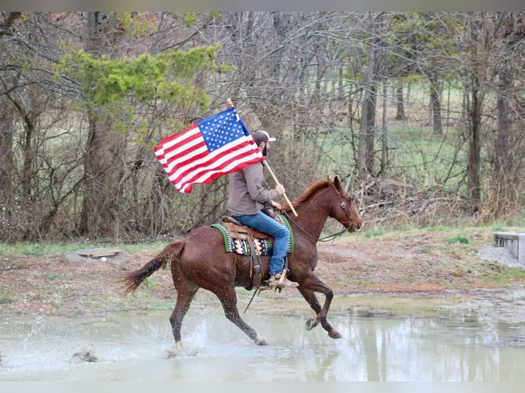 American Quarter Horse Castrone 14 Anni 157 cm Sauro scuro in Brooksville KY