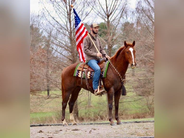 American Quarter Horse Castrone 14 Anni 157 cm Sauro scuro in Brooksville KY