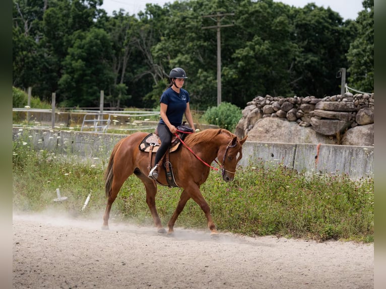 American Quarter Horse Castrone 14 Anni 157 cm Sauro scuro in Cranston RI