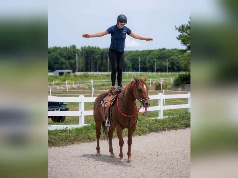 American Quarter Horse Castrone 14 Anni 157 cm Sauro scuro in Cranston RI