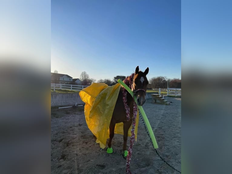 American Quarter Horse Castrone 14 Anni 157 cm Sauro scuro in Cranston RI