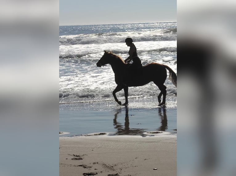 American Quarter Horse Castrone 14 Anni 157 cm Sauro scuro in Cranston RI