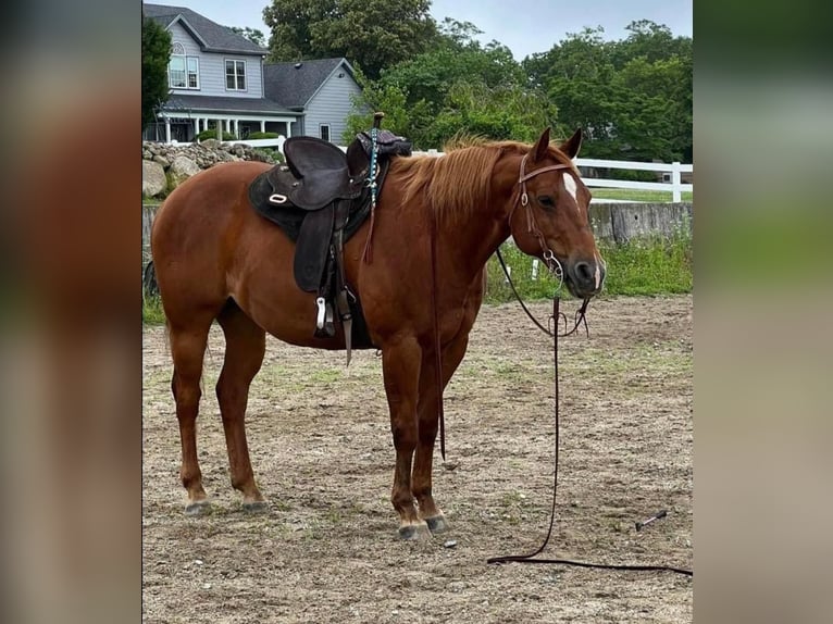 American Quarter Horse Castrone 14 Anni 157 cm Sauro scuro in Cranston RI