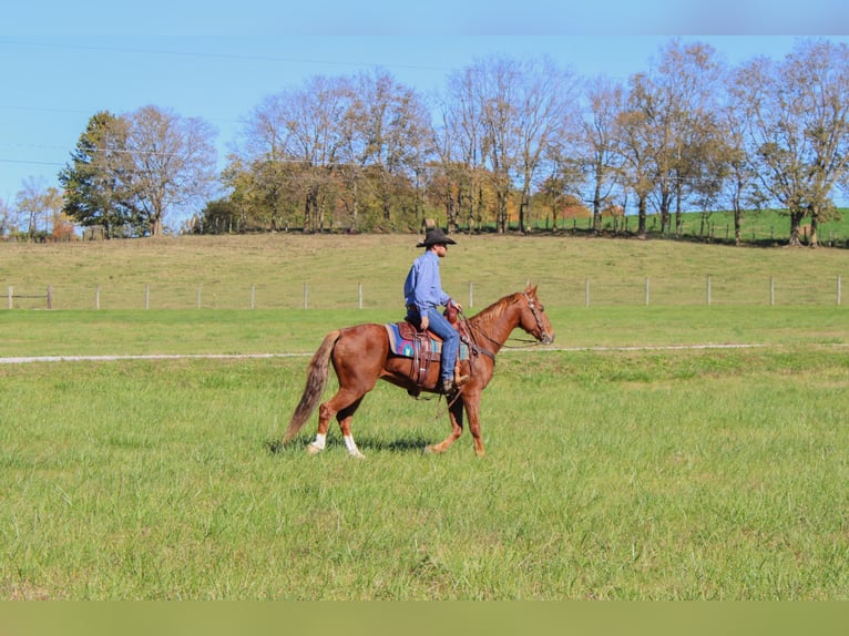 American Quarter Horse Castrone 14 Anni 157 cm Sauro scuro in Flemingsburg, Ky