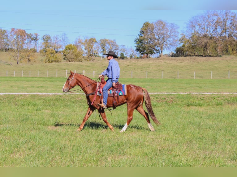 American Quarter Horse Castrone 14 Anni 157 cm Sauro scuro in Flemingsburg, Ky