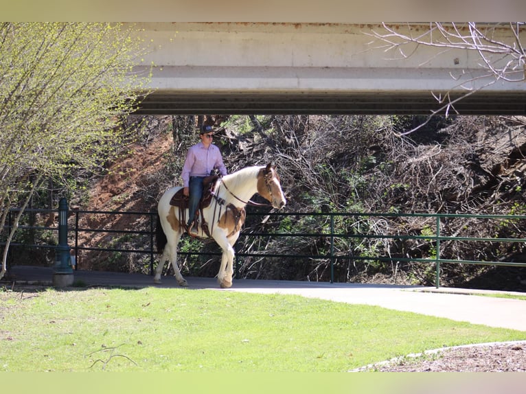 American Quarter Horse Castrone 14 Anni 157 cm Tobiano-tutti i colori in Morgan Mill TX