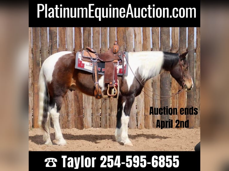 American Quarter Horse Castrone 14 Anni 157 cm Tobiano-tutti i colori in Morgan Mill TX