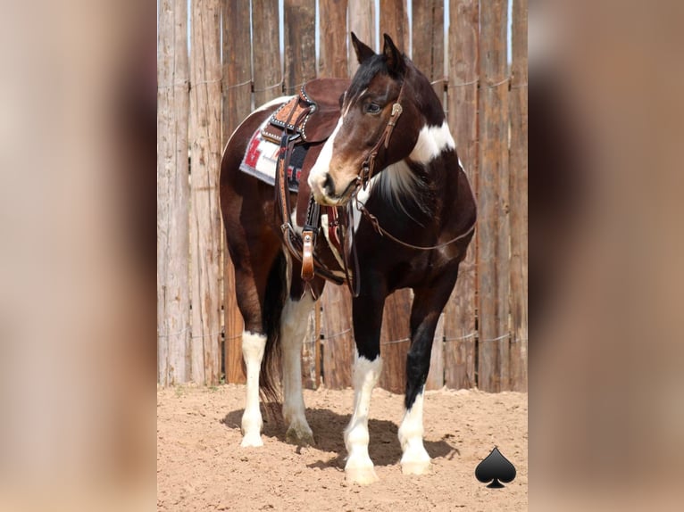 American Quarter Horse Castrone 14 Anni 157 cm Tobiano-tutti i colori in Morgan Mill TX