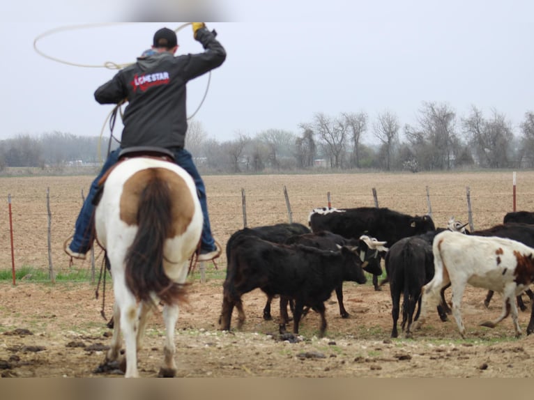 American Quarter Horse Castrone 14 Anni 157 cm Tobiano-tutti i colori in Morgan Mill TX