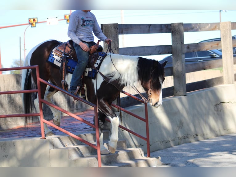 American Quarter Horse Castrone 14 Anni 157 cm Tobiano-tutti i colori in Morgan Mill TX