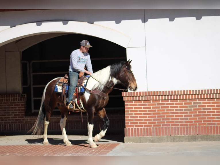 American Quarter Horse Castrone 14 Anni 157 cm Tobiano-tutti i colori in Morgan Mill TX