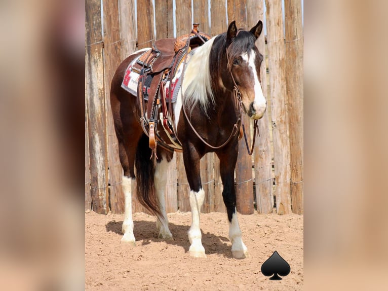 American Quarter Horse Castrone 14 Anni 157 cm Tobiano-tutti i colori in Morgan Mill TX