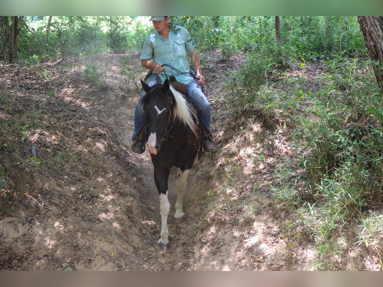 American Quarter Horse Castrone 14 Anni 157 cm Tobiano-tutti i colori in Rusk TX