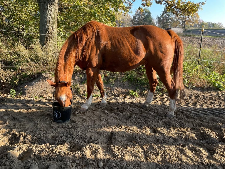 American Quarter Horse Castrone 14 Anni 158 cm Sauro in Teltow