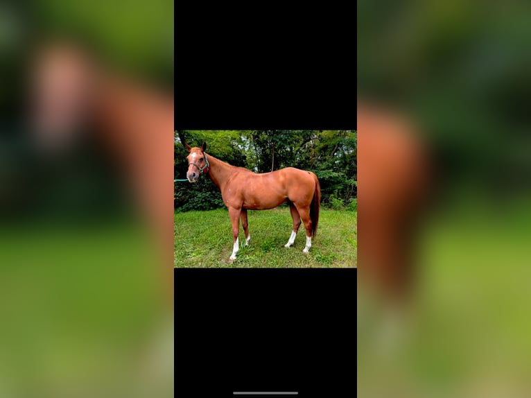 American Quarter Horse Castrone 14 Anni 158 cm Sauro in Teltow