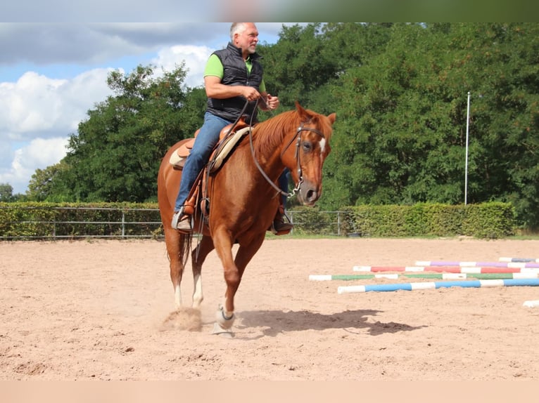 American Quarter Horse Castrone 14 Anni 158 cm Sauro in Teltow