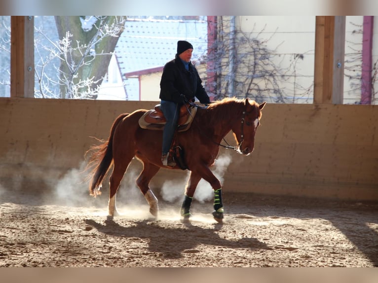 American Quarter Horse Castrone 14 Anni 158 cm Sauro in Teltow