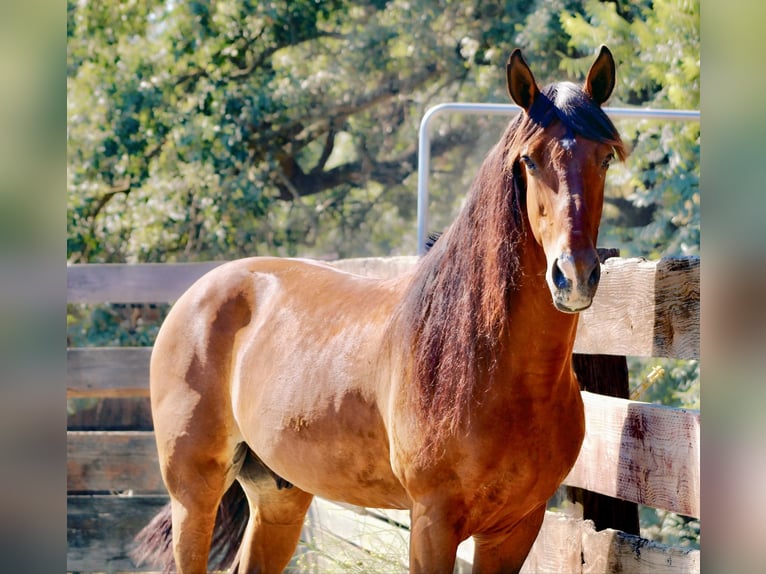 American Quarter Horse Castrone 14 Anni 160 cm Baio ciliegia in Bitterwater CA
