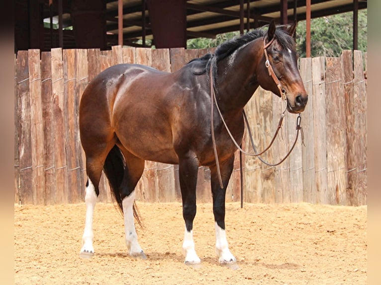 American Quarter Horse Castrone 14 Anni 160 cm Baio ciliegia in Joshua TX