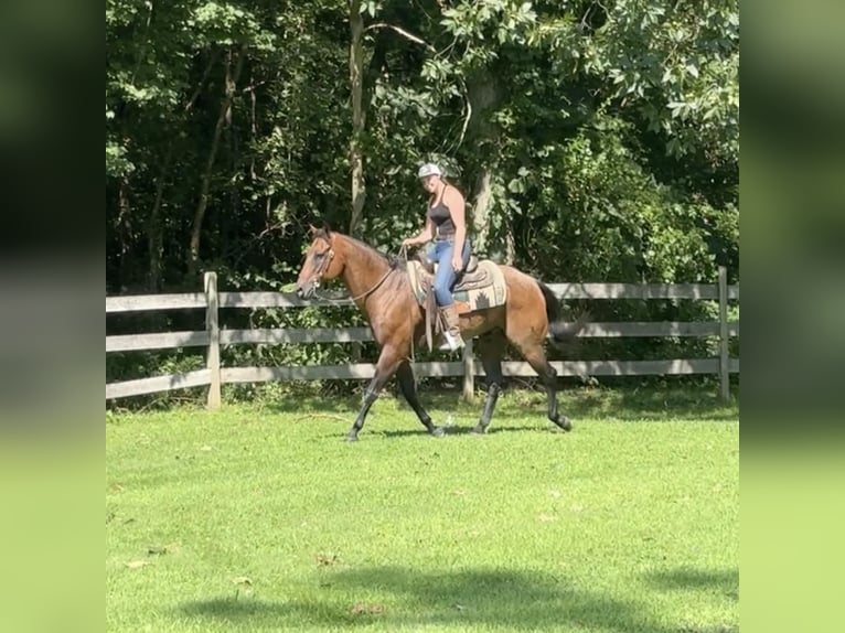 American Quarter Horse Castrone 14 Anni 160 cm Baio roano in Granby, CT