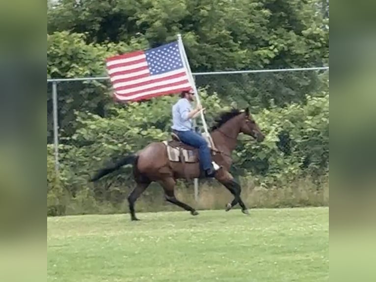 American Quarter Horse Castrone 14 Anni 160 cm Baio roano in Granby, CT