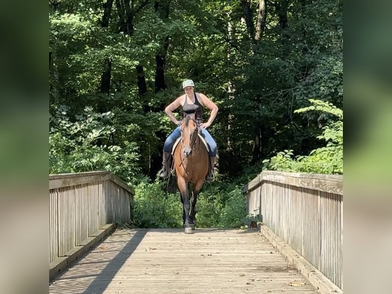 American Quarter Horse Castrone 14 Anni 160 cm Baio roano in Granby, CT