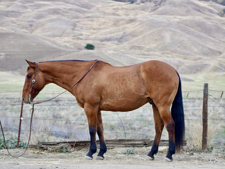 American Quarter Horse Castrone 14 Anni 160 cm Falbo in Bitterwater CA