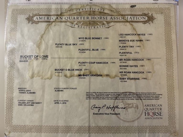 American Quarter Horse Castrone 14 Anni 160 cm Grullo in Lipan TX