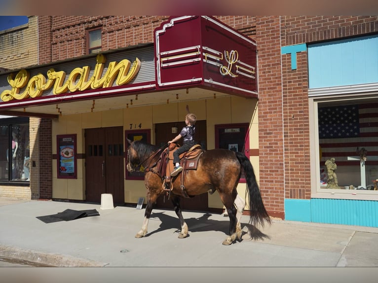 American Quarter Horse Castrone 14 Anni 160 cm Pelle di daino in Corsica, SD