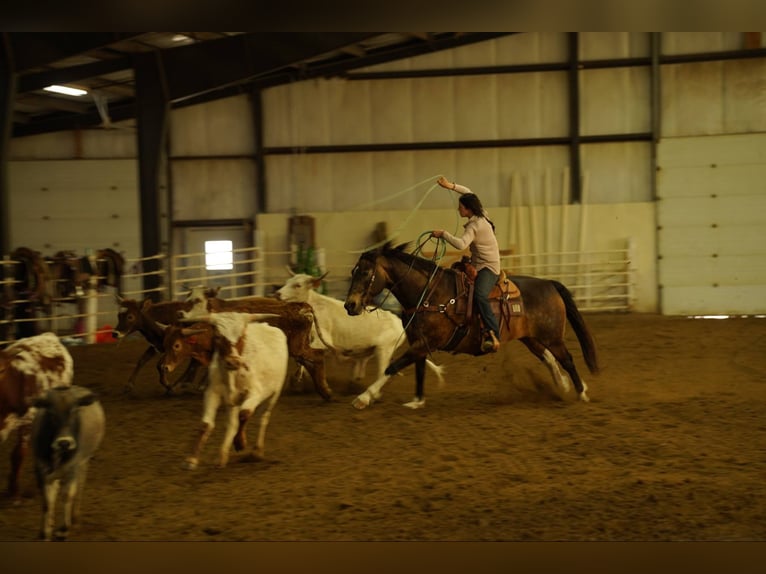 American Quarter Horse Castrone 14 Anni 160 cm Pelle di daino in Corsica, SD