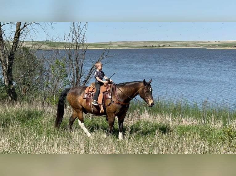 American Quarter Horse Castrone 14 Anni 160 cm Pelle di daino in Corsica, SD