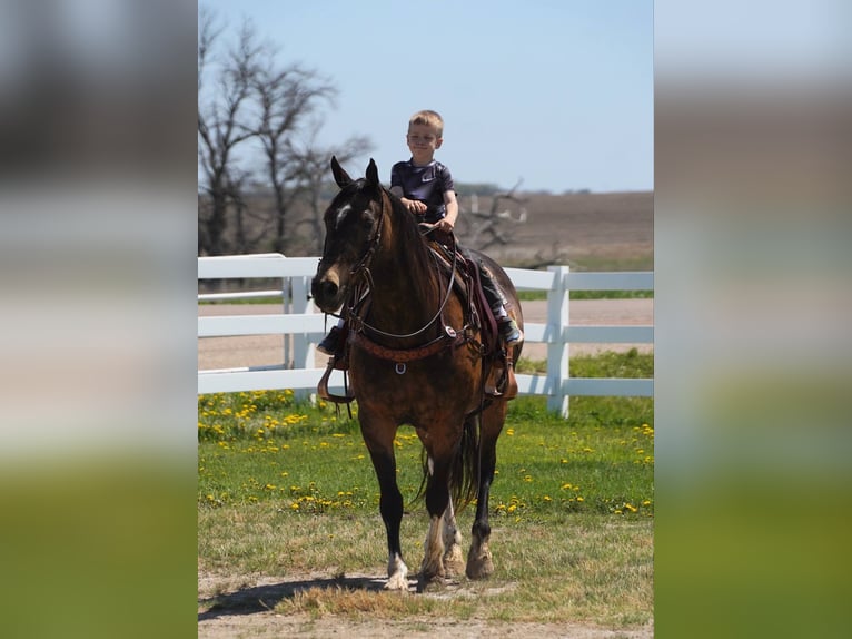 American Quarter Horse Castrone 14 Anni 160 cm Pelle di daino in Corsica, SD