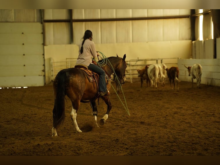 American Quarter Horse Castrone 14 Anni 160 cm Pelle di daino in Corsica, SD