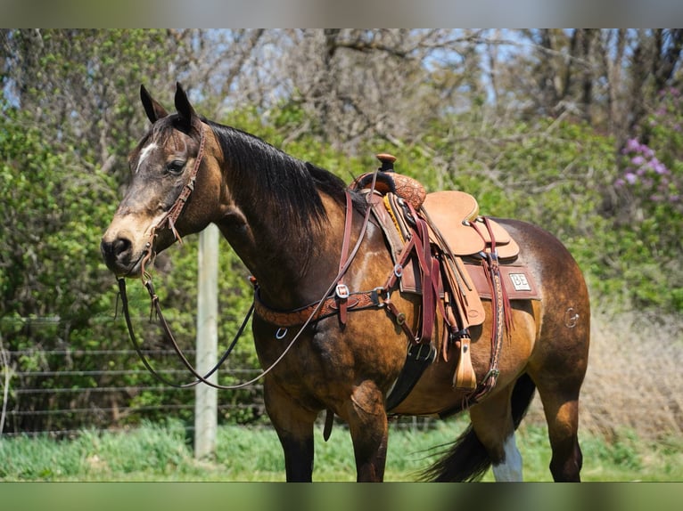 American Quarter Horse Castrone 14 Anni 160 cm Pelle di daino in Corsica, SD