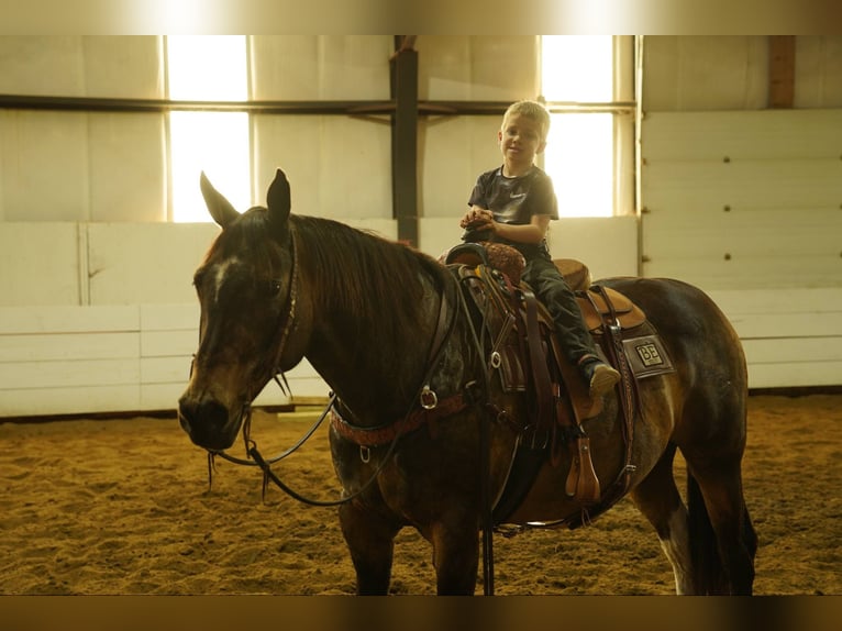 American Quarter Horse Castrone 14 Anni 160 cm Pelle di daino in Corsica, SD