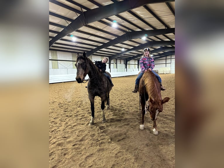 American Quarter Horse Castrone 14 Anni 160 cm Pelle di daino in Corsica, SD