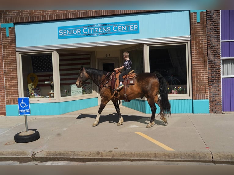 American Quarter Horse Castrone 14 Anni 160 cm Pelle di daino in Corsica, SD