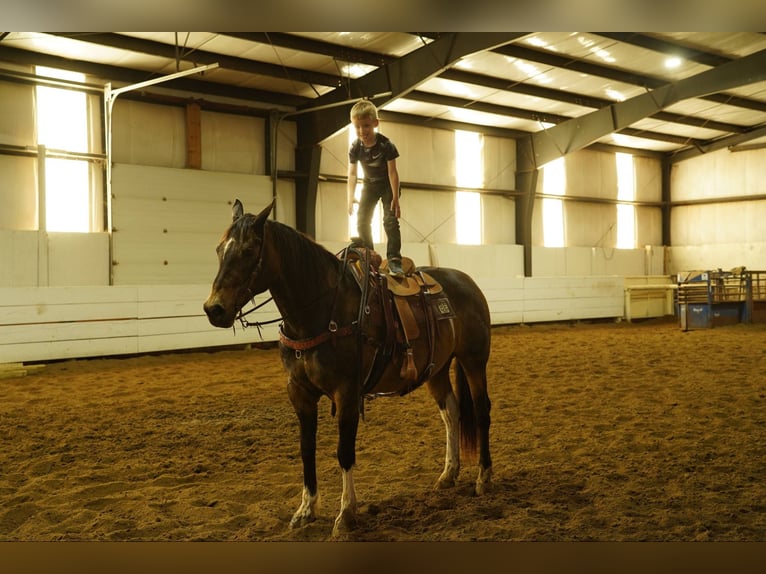 American Quarter Horse Castrone 14 Anni 160 cm Pelle di daino in Corsica, SD