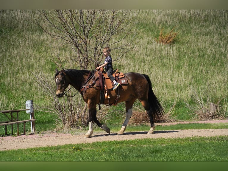American Quarter Horse Castrone 14 Anni 160 cm Pelle di daino in Corsica, SD