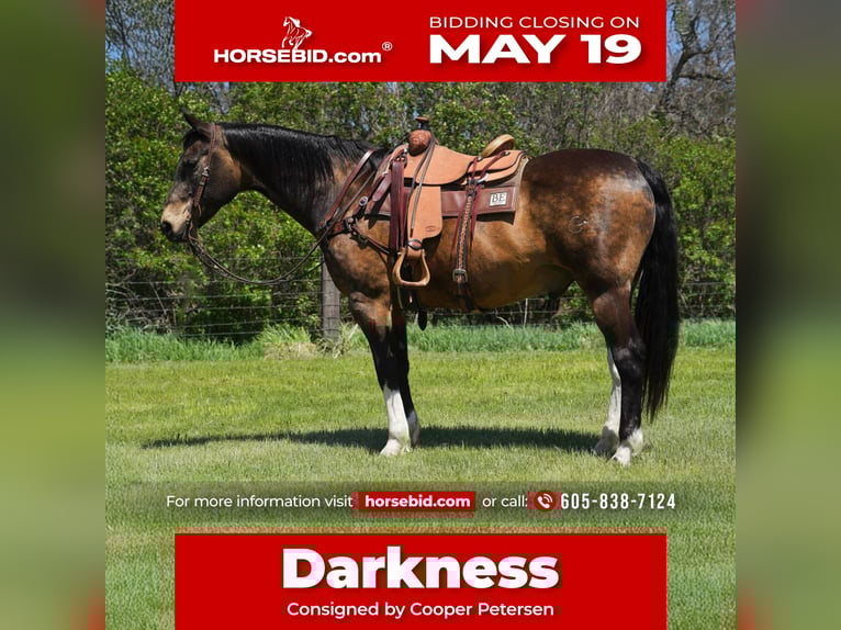 American Quarter Horse Castrone 14 Anni 160 cm Pelle di daino in Corsica, SD